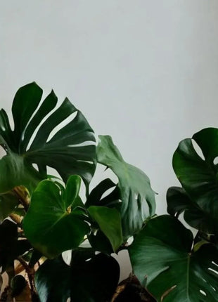 Elephant Glow wandlamp