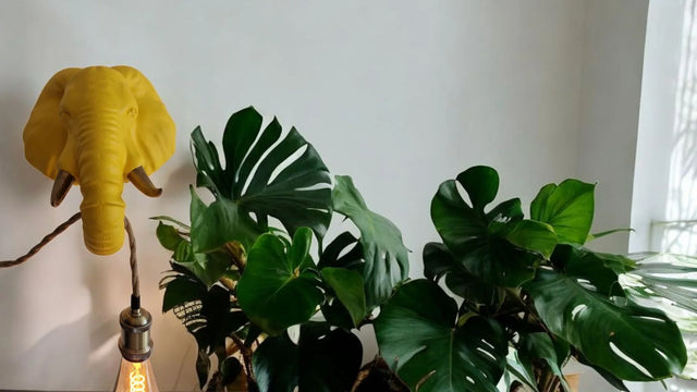 <h2>De dierlijke luxe collectie</h2>