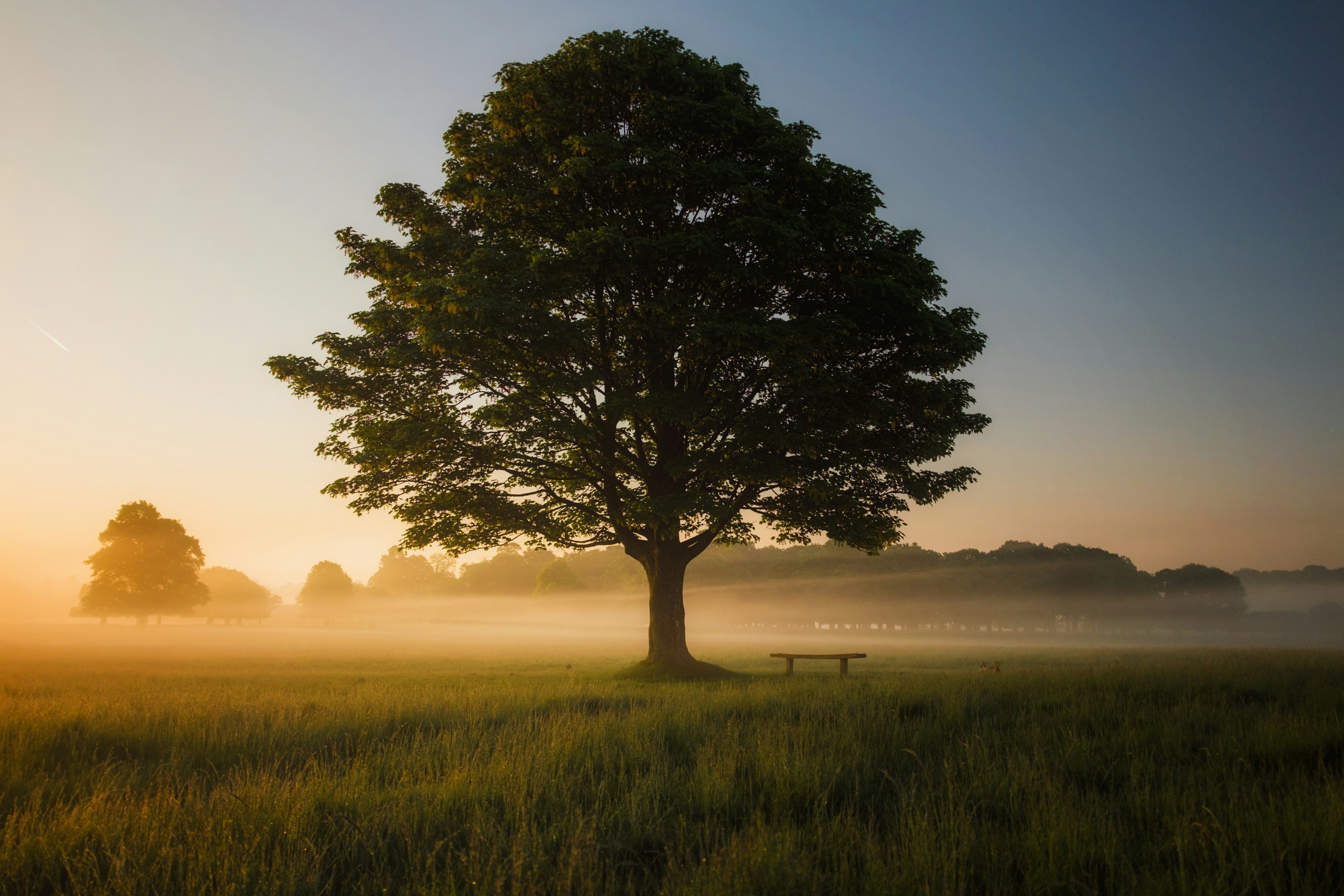 Bos in zacht ochtendlicht, symbool voor natuurherstel