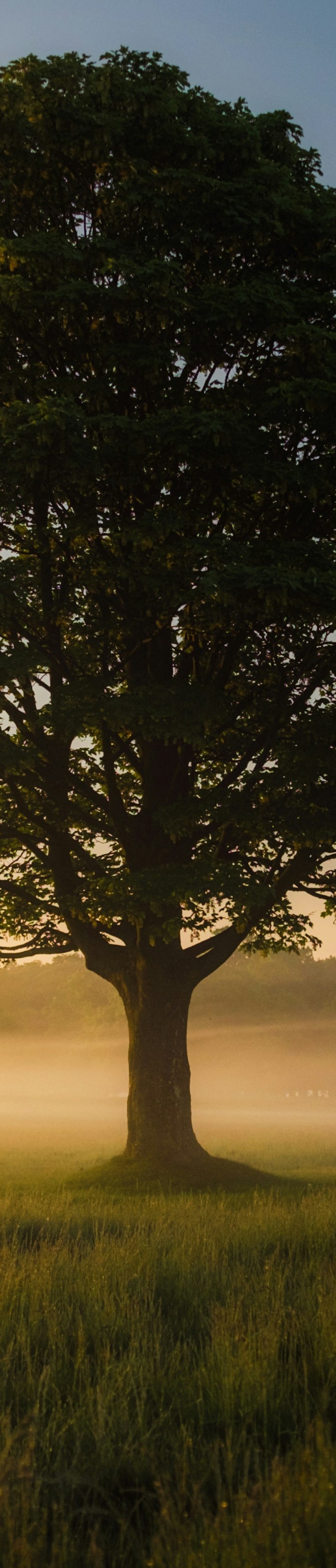 <h2><strong>Wij geven terug aan de natuur.</strong></h2>