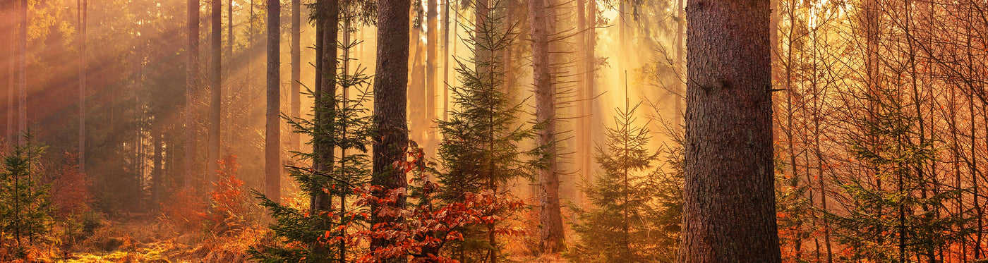 <h2>Wij geven terug aan de natuur</h2>